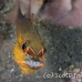 cardinalfish_goldbelly_bhr_tam_h_0714_bal6688.jpg